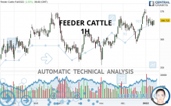 FEEDER CATTLE - 1H